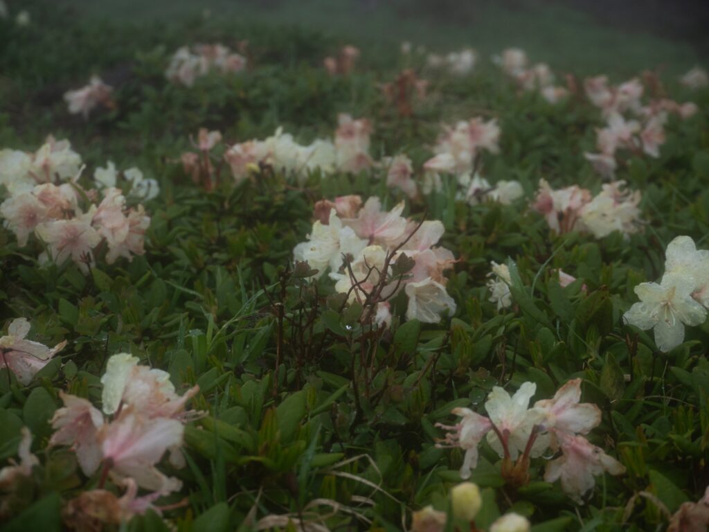 山间花开